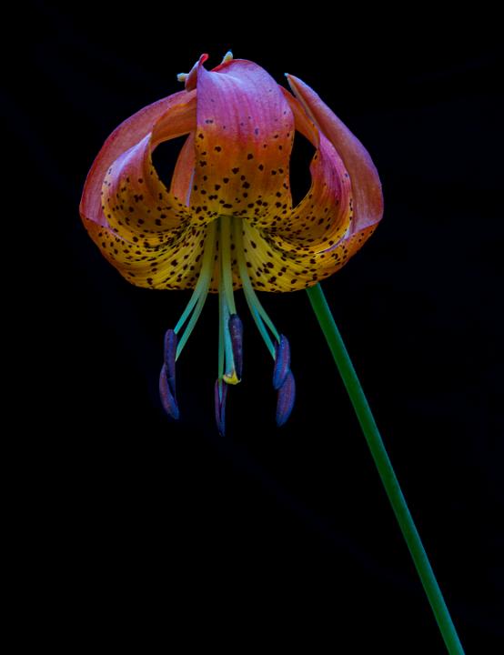 Lilium pardalinum vollmeri 12-2123.jpg